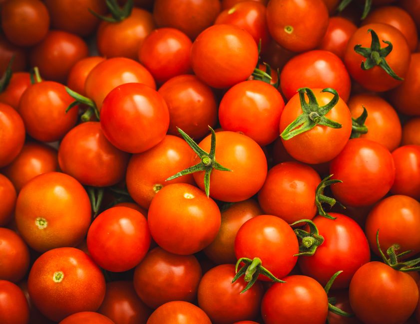 Tomates de saison fraîches