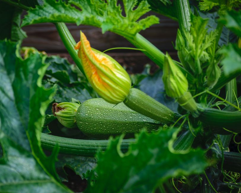 Potager d'été en pleine production