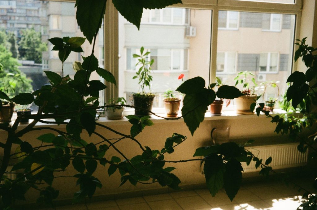 Plantes vertes d intérieur près d une fenêtre pour humidifier l air