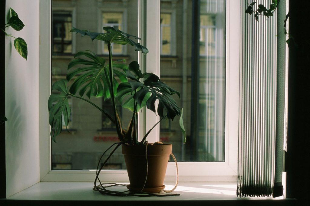 Plantes d'intérieur près d'une fenêtre lumineuse dans une maison bien aérée