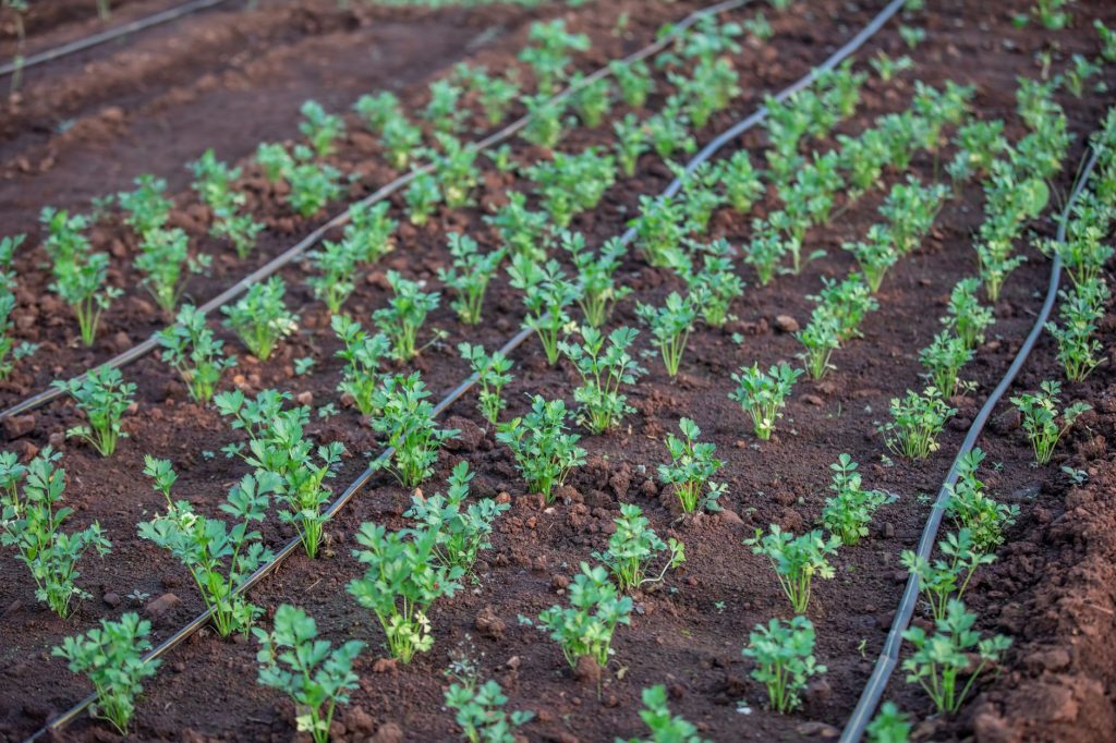 Tuyau de micro-irrigation goutte à goutte installé le long d’un rang de culture