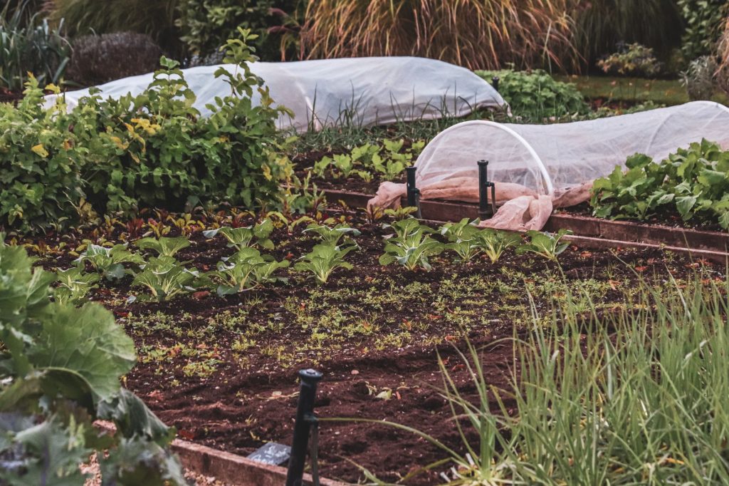 Jeunes plants de salade et semis dans un carré potager