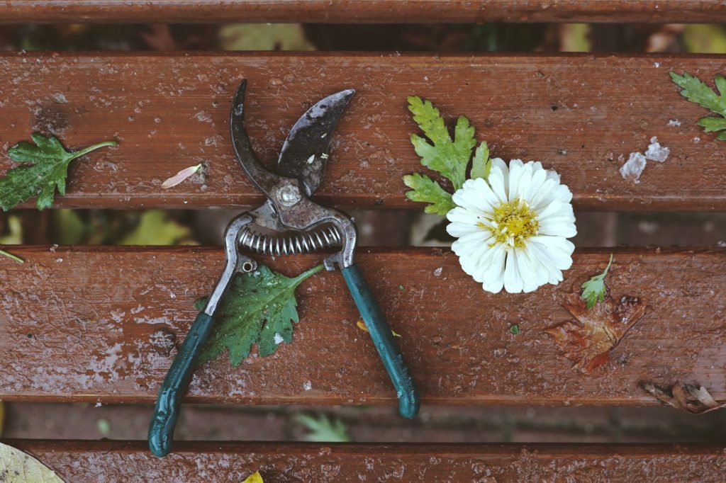Outils de jardin posés près de plantes, sécateur et gants