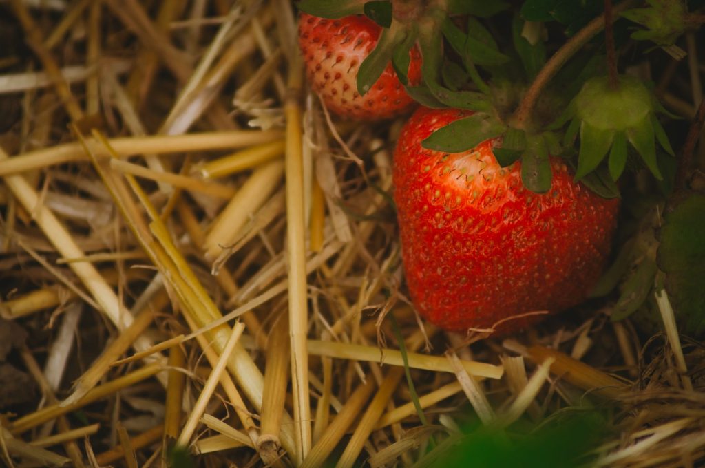 Paillage de paille sur une planche de potager