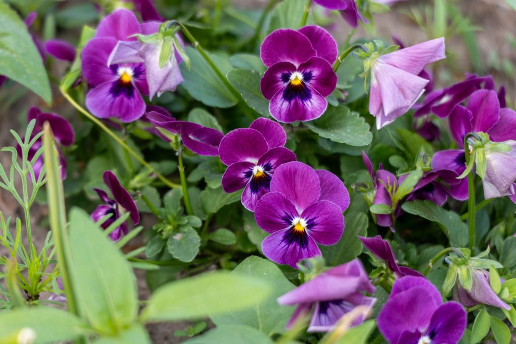 Pensées et violas en fleurs, à semer en août pour fleurir au printemps