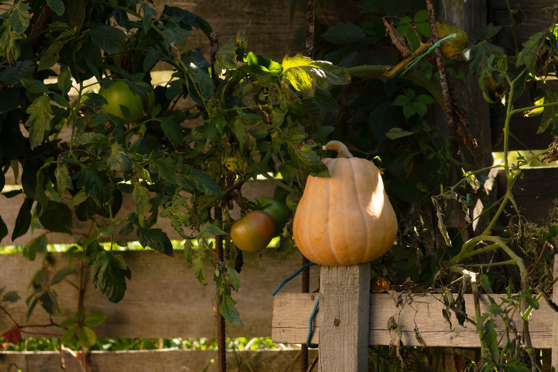 Que planter en août au potager et au balcon