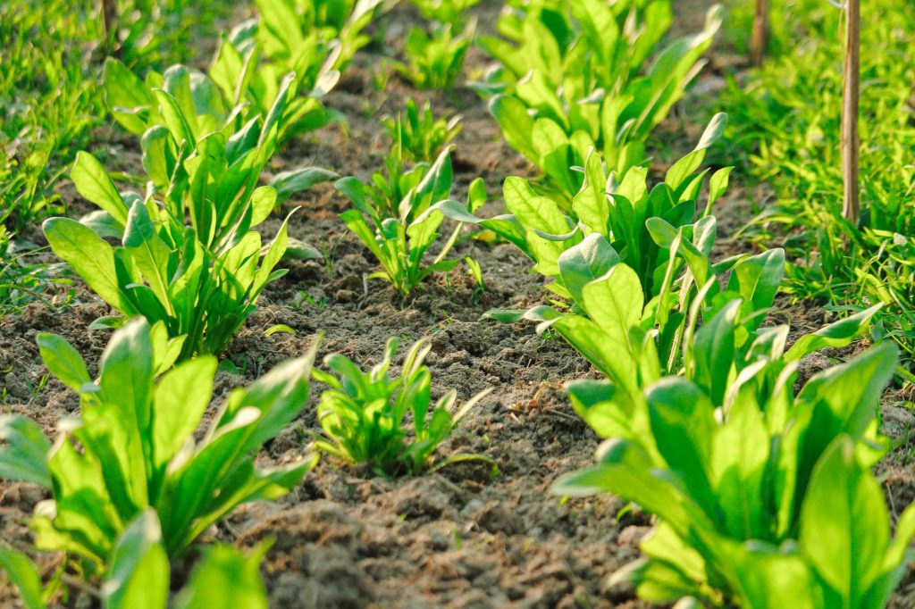 Jeunes plants d épinard alignés en rangs dans un potager
