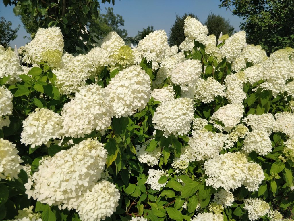 Hortensia à fleurs blanches en cône dans un jardin d été