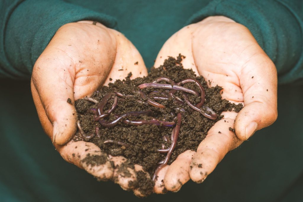 Mains tenant du compost mûr brun foncé et friable