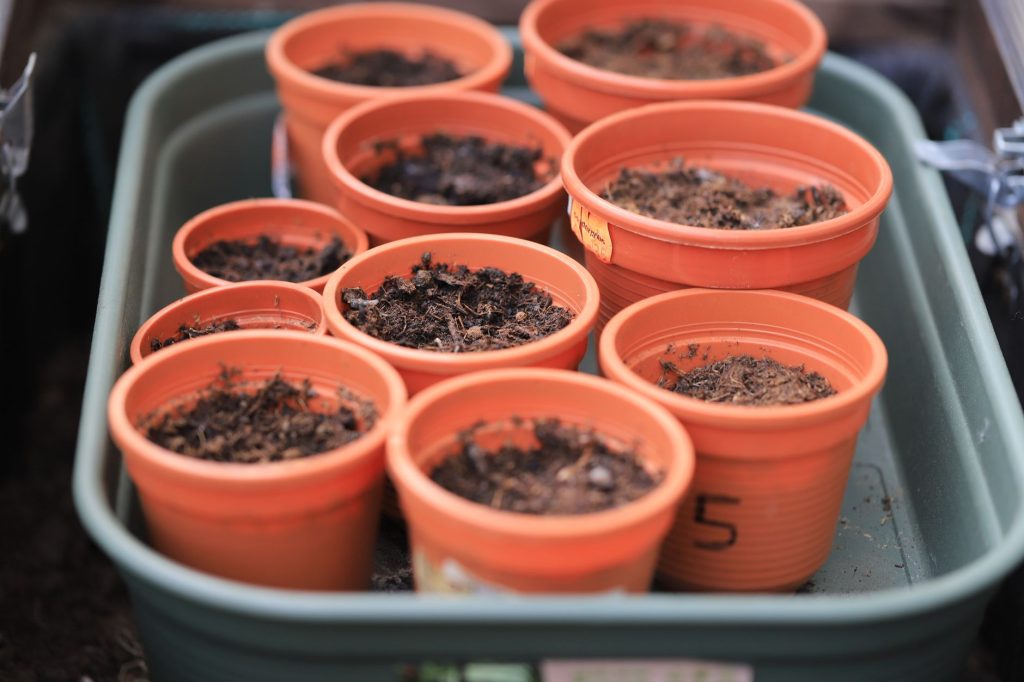 Paillage de paille étalé au pied de légumes dans un potager en été