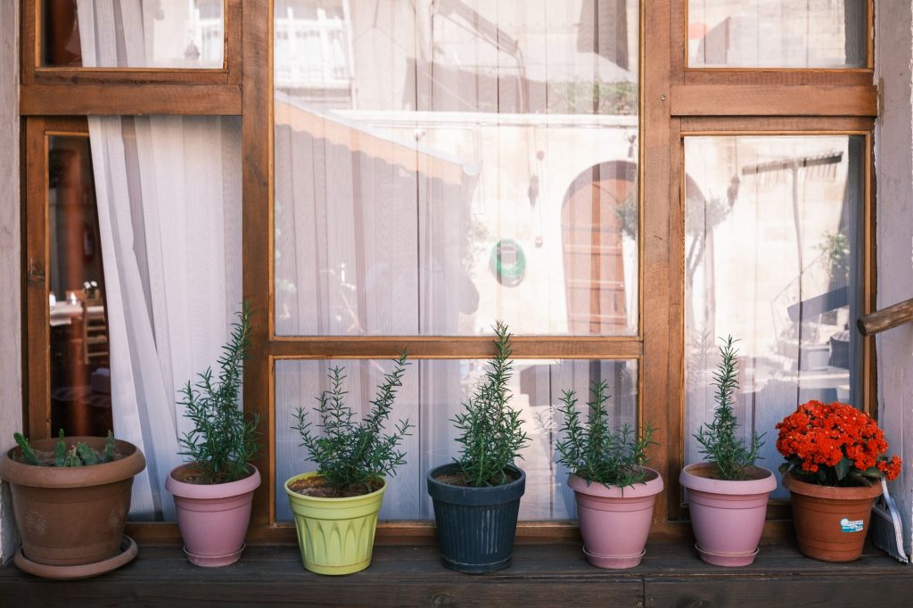 Aromates en pots sur un balcon, persil et ciboulette prêts à planter en août