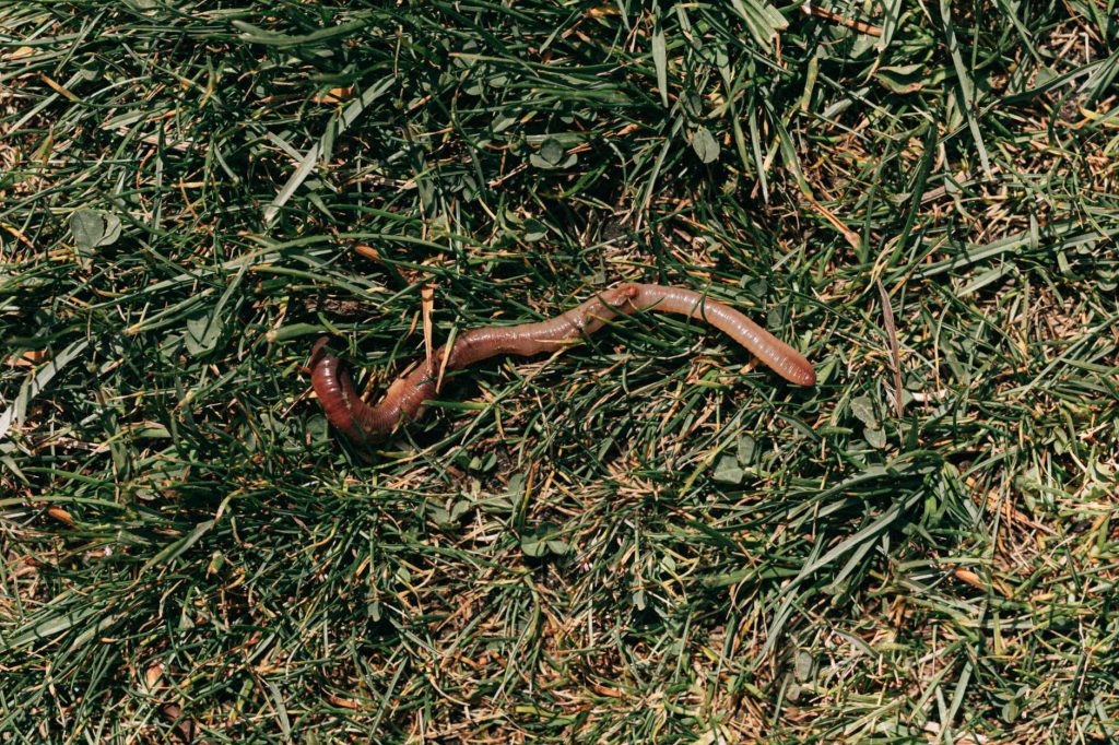 Vers de compost dans un substrat sombre et humide