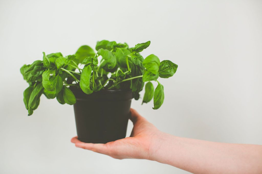 Jeune plant de basilic en pot, feuillage vert dense