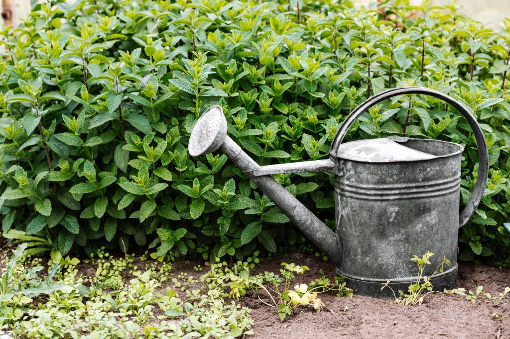Arrosoir utilisé pour arroser des légumes au pied des plants dans un potager