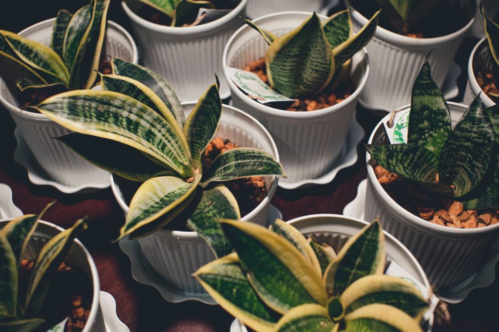Sansevieria et zamioculcas en pot dans un intérieur lumineux