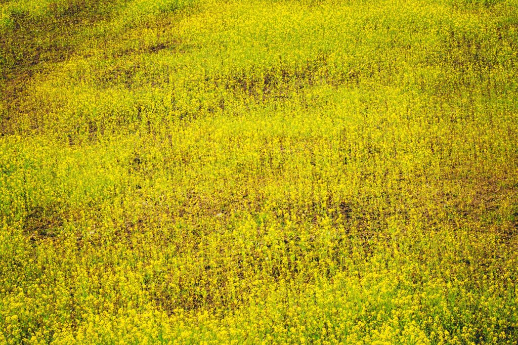Champ de moutarde utilisé comme engrais vert avant l hiver