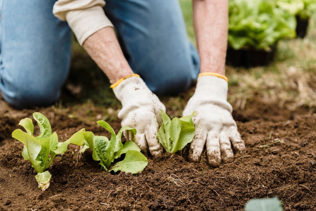 Jeunes plants de salade dans une planche de potager, cible favorite des limaces