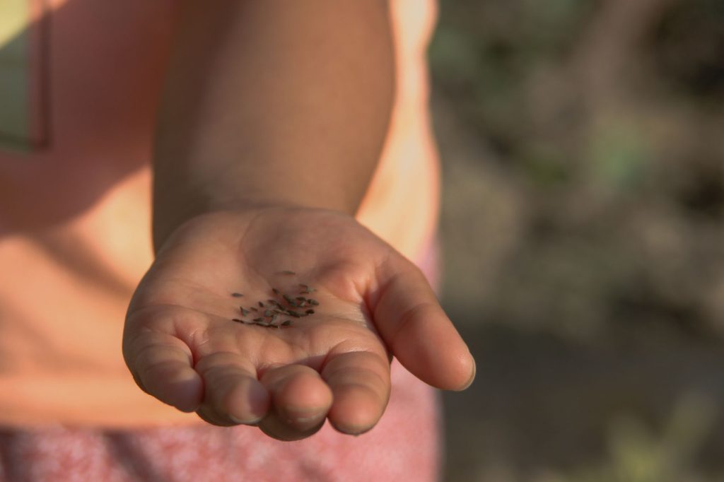 Semis de graines de gazon à la main sur la terre d’un jardin