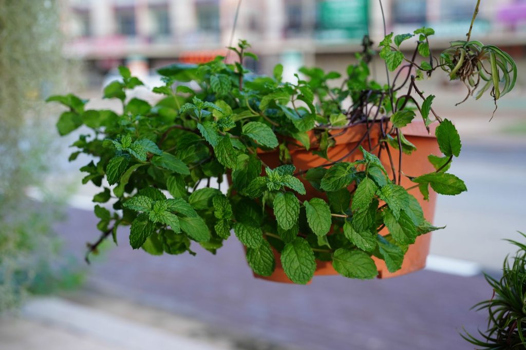 Pots en terre cuite avec menthe et plantes aromatiques méditerranéennes