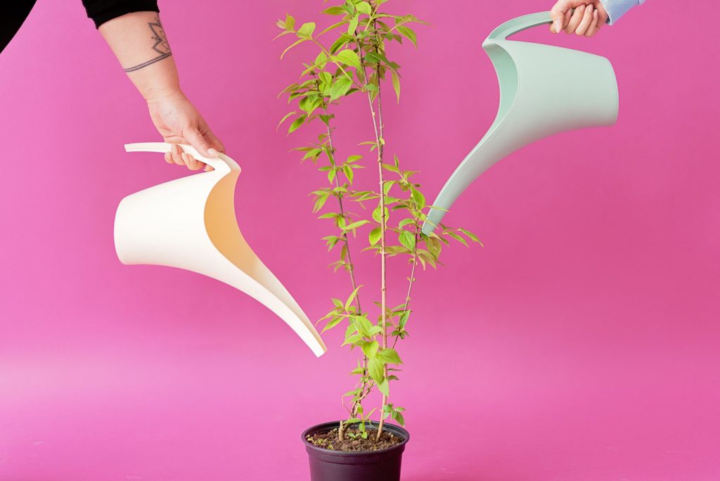 Arrosage d'une plante d'intérieur avec un arrosoir