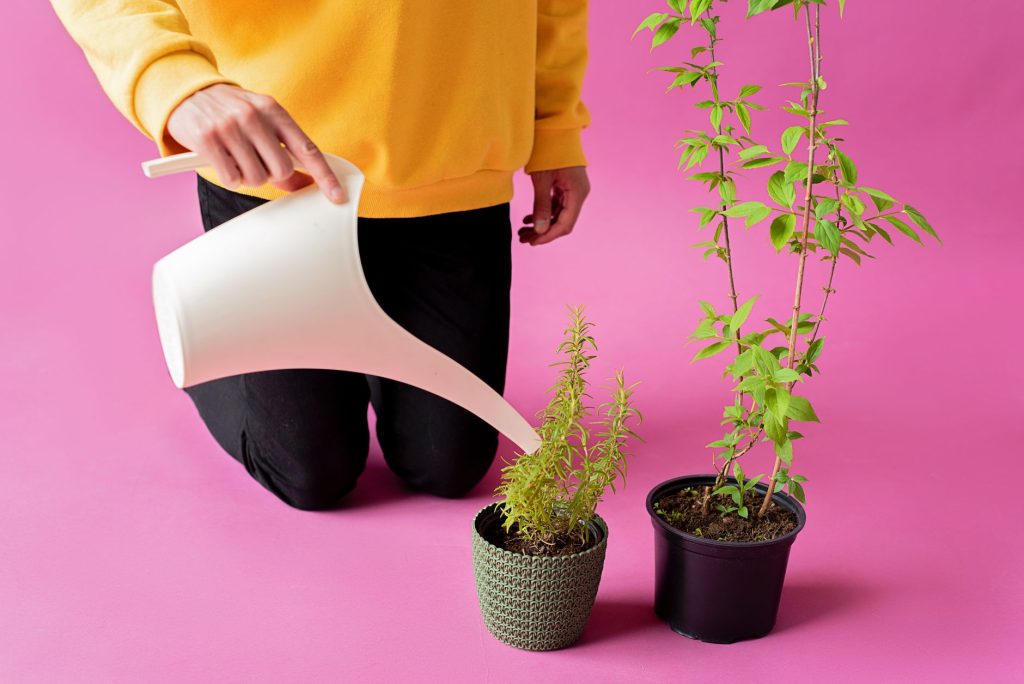 Arrosage de plantes aromatiques en pot sur un balcon