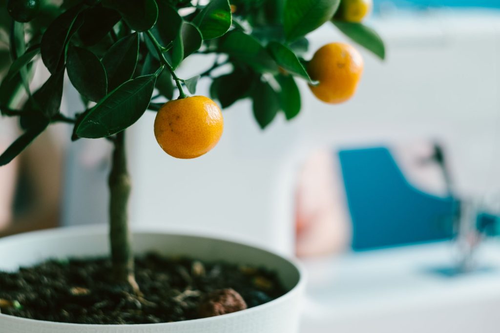 Plantes en pot rentrees a l'abri du gel dans une veranda lumineuse