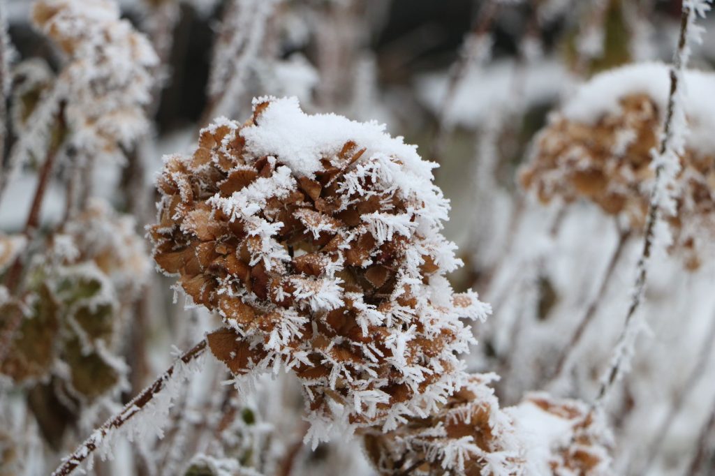 Voile d'hivernage recouvrant des plantes du jardin pour les proteger du gel