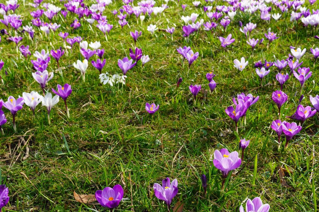 Prairie de crocus violets et blancs en fleurs au début du printemps