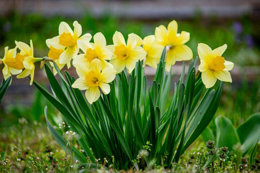 Touffe de narcisses jaunes en fleurs dans un jardin au printemps