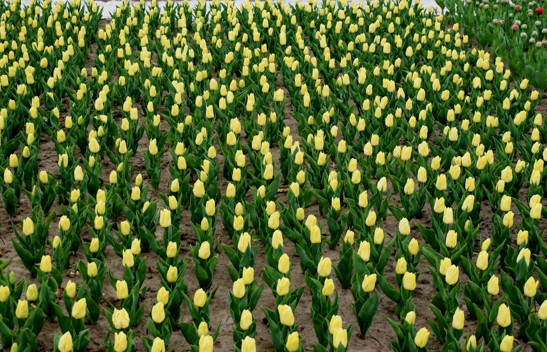 Planter des bulbes de printemps en automne