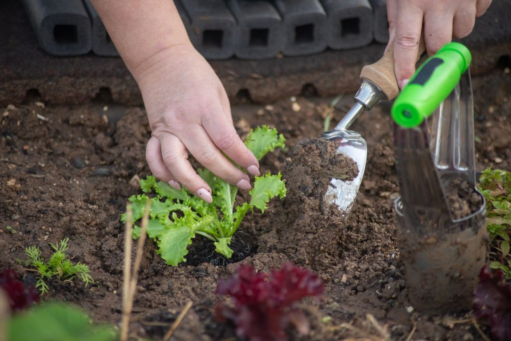 Mains de jardinier plantant avec une truelle dans une terre fraîchement ameublie